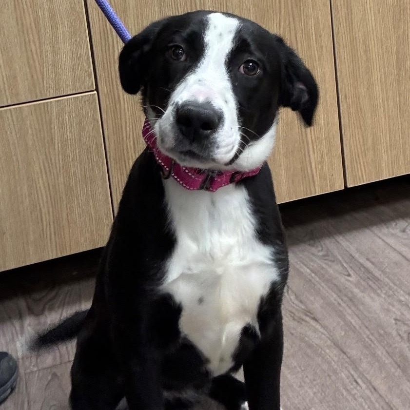 Annie, an adoptable Mixed Breed in Buffalo, WY, 82834 | Photo Image 1