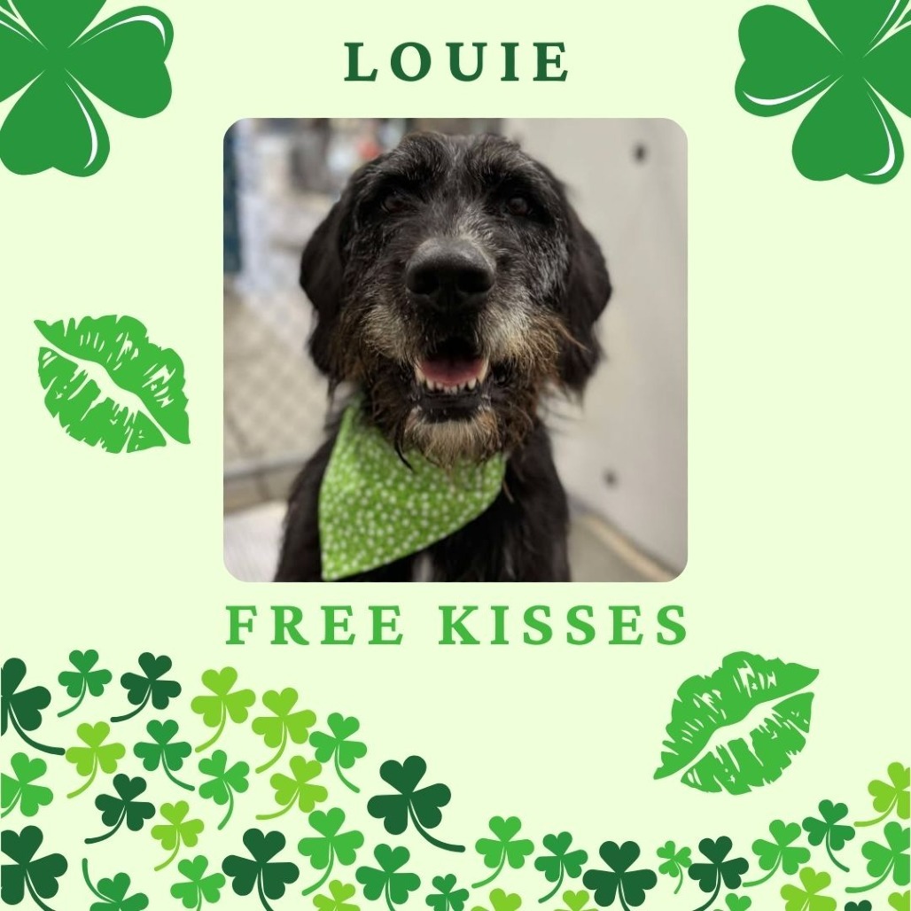 Louie, an adoptable Mixed Breed in Buffalo, WY, 82834 | Photo Image 1