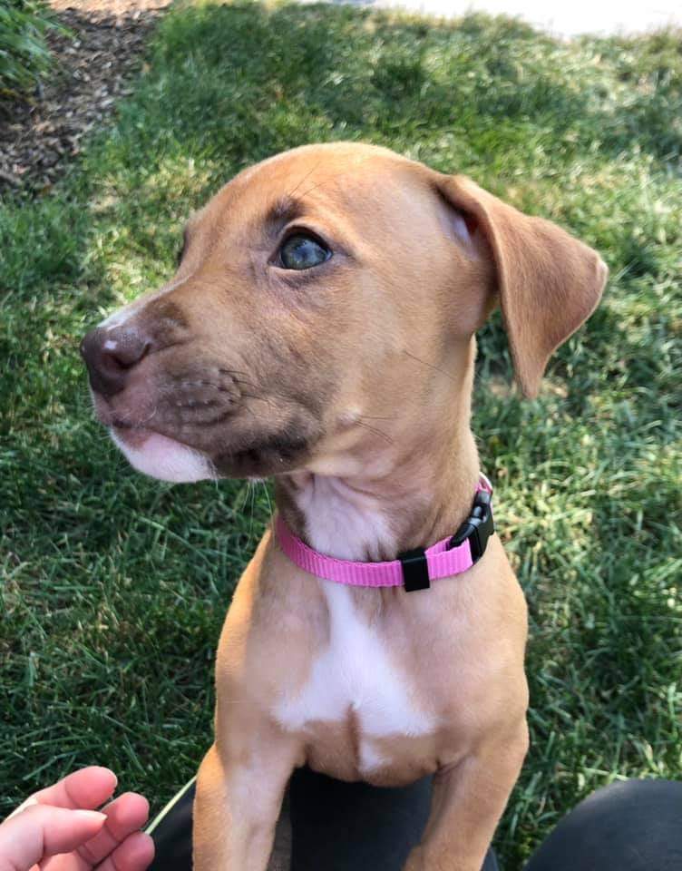 Ashland/ Nala