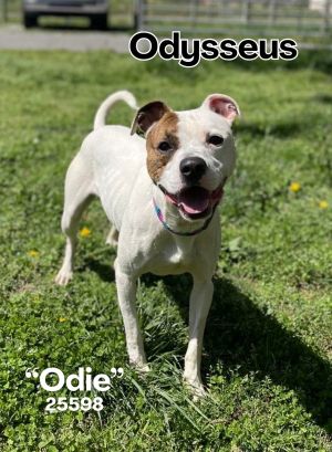 Odysseus aka Odie was on the run for weeks in Oak Ridge slipping through parking lots and hearts 