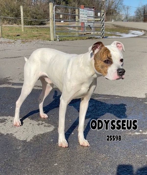 Odysseus