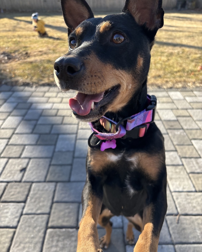 Joy (J Pups)