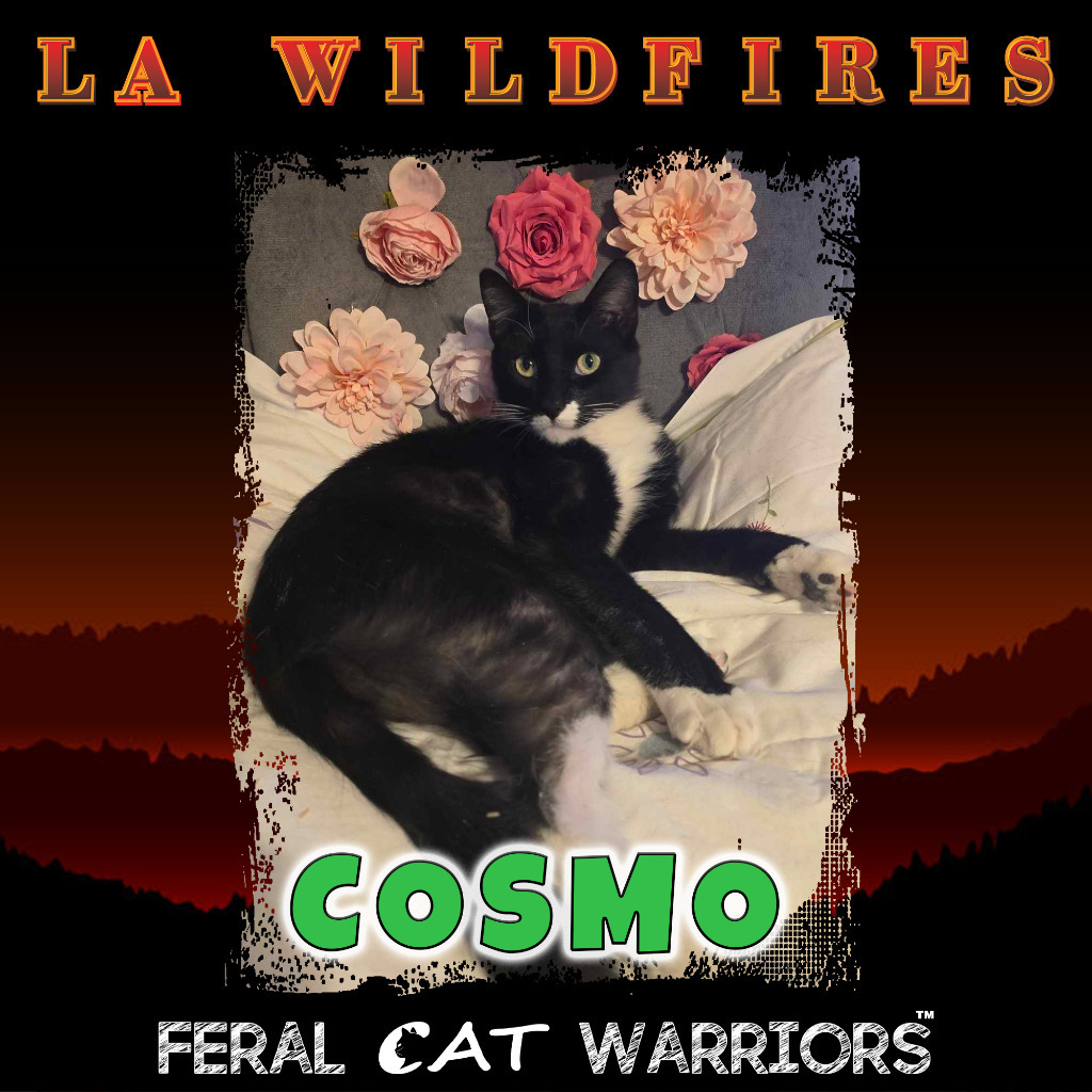 Cosmo, an adoptable Domestic Short Hair in Kingman, AZ, 86401 | Photo Image 1