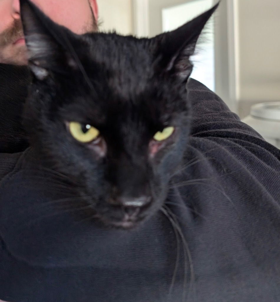 Apollo, an adoptable Domestic Short Hair in Emmett, ID, 83617 | Photo Image 1