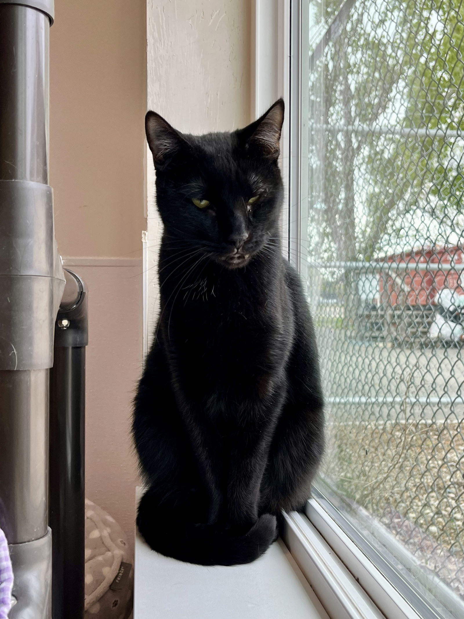 Apollo, an adoptable Domestic Short Hair in Emmett, ID, 83617 | Photo Image 2