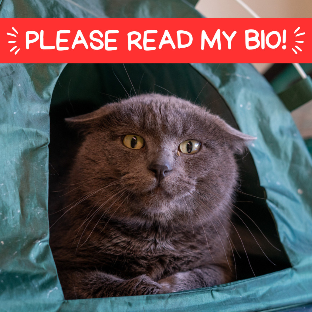 Andre the Giant, an adoptable Domestic Short Hair in Denver, CO, 80223 | Photo Image 1