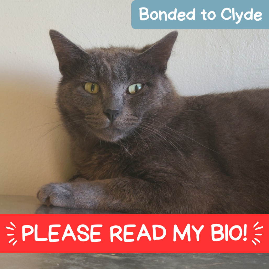 Andre the Giant, an adoptable Domestic Short Hair in Denver, CO, 80223 | Photo Image 1