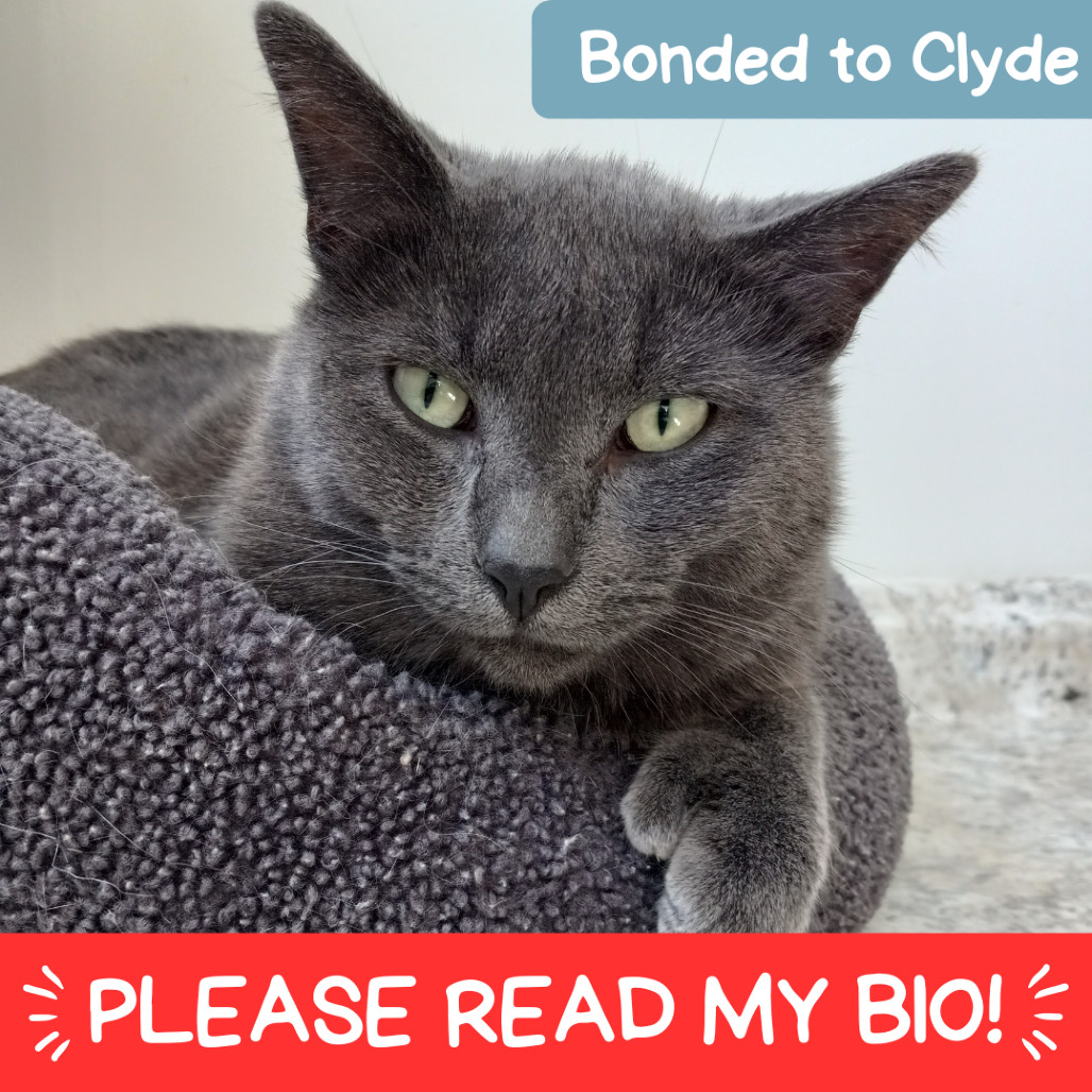 Andre the Giant, an adoptable Domestic Short Hair in Denver, CO, 80223 | Photo Image 1