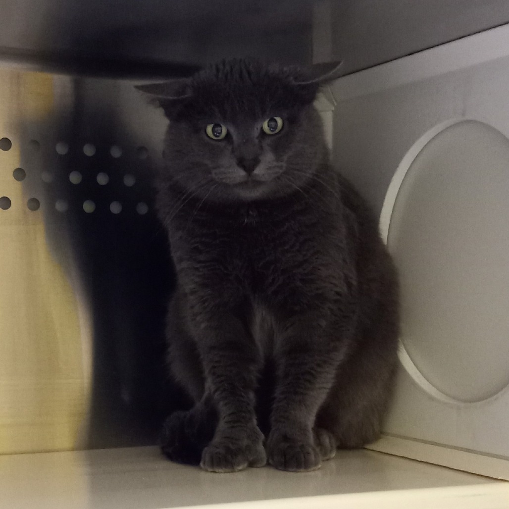 Andre the Giant, an adoptable Domestic Short Hair in Denver, CO, 80223 | Photo Image 2