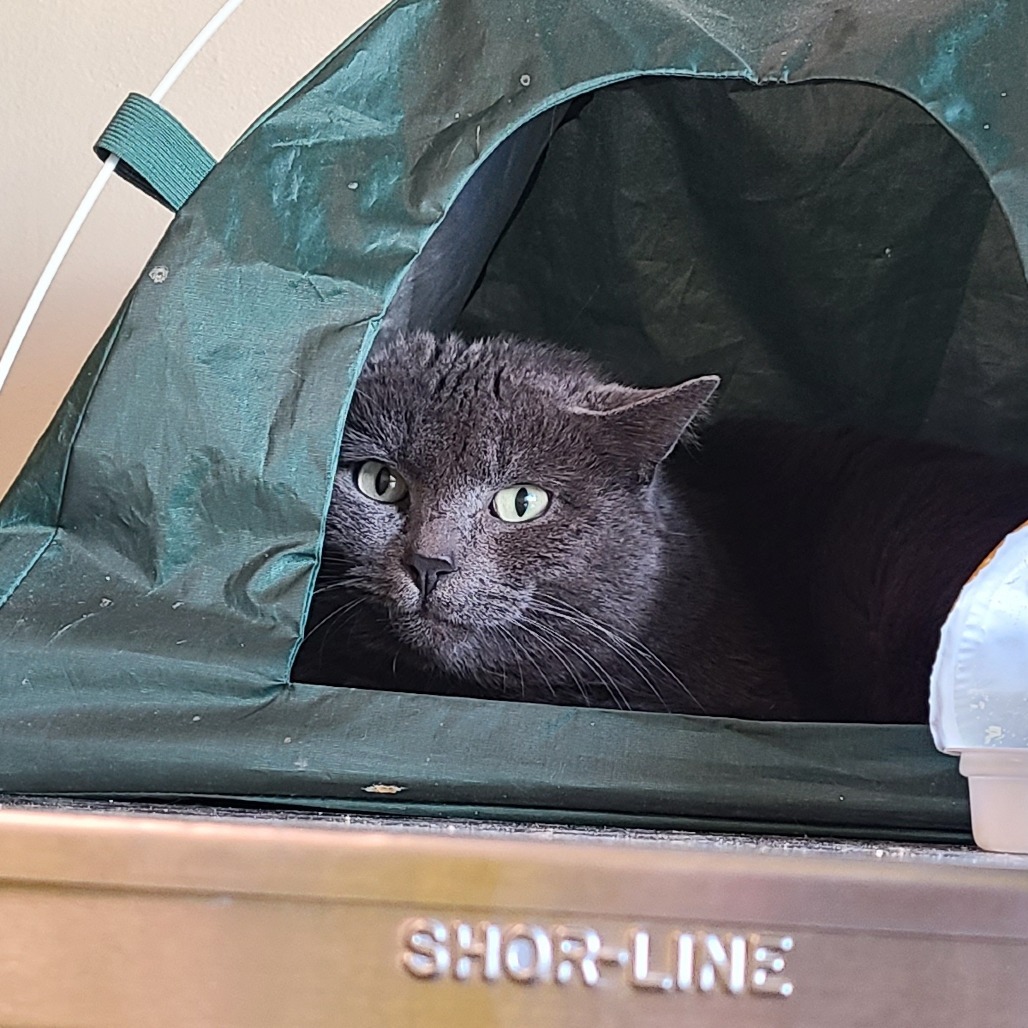 Andre the Giant, an adoptable Domestic Short Hair in Denver, CO, 80223 | Photo Image 3