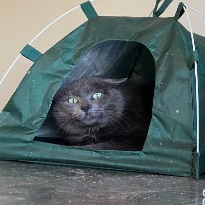 Andre the Giant, an adoptable Domestic Short Hair in Denver, CO, 80223 | Photo Image 4