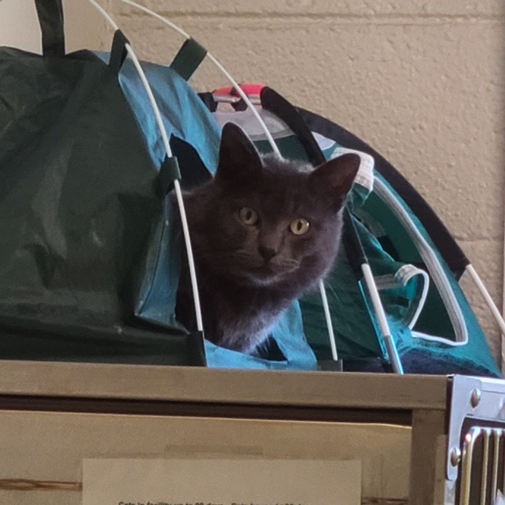 Andre the Giant, an adoptable Domestic Short Hair in Denver, CO, 80223 | Photo Image 5