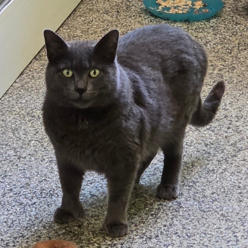 Andre the Giant, an adoptable Domestic Short Hair in Denver, CO, 80223 | Photo Image 6