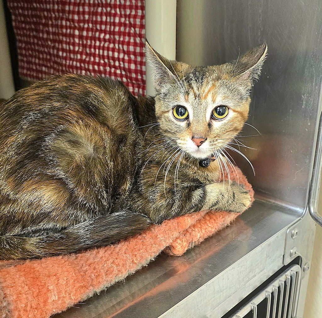 Cheetah, an adoptable Domestic Short Hair in Pratt, KS, 67124 | Photo Image 1