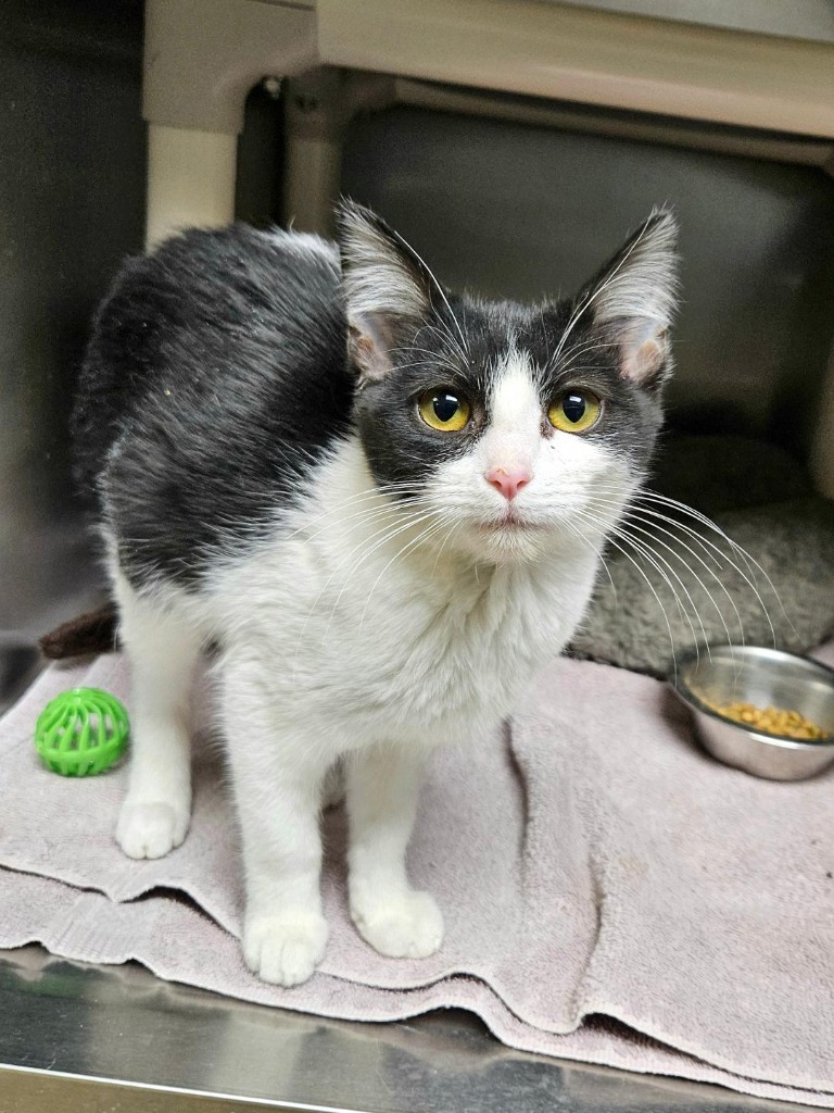 Letty, an adoptable Domestic Short Hair in Pratt, KS, 67124 | Photo Image 1
