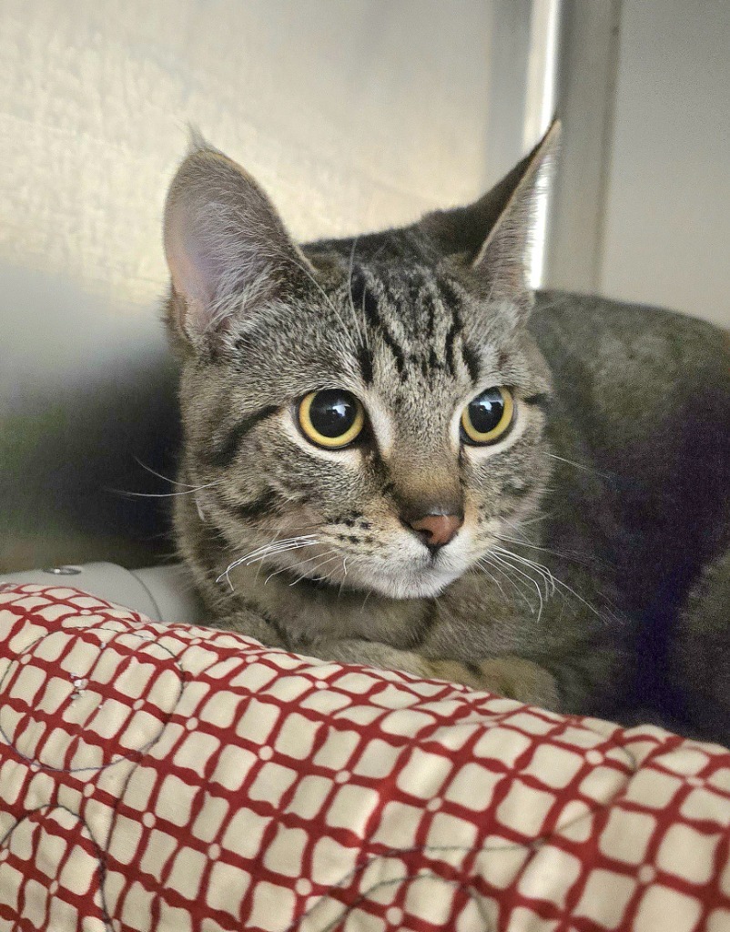 Zebra, an adoptable Domestic Short Hair in Pratt, KS, 67124 | Photo Image 1