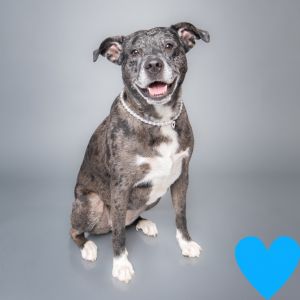 Diamond, Adult Female Mixed Breed