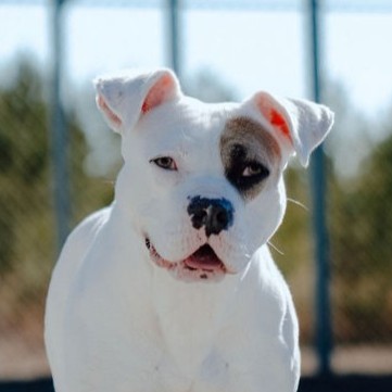 Halo, an adoptable Boxer in Winnabow, NC, 28479 | Photo Image 1