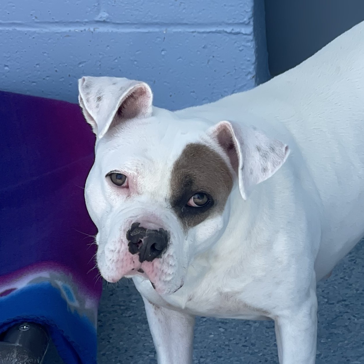 Halo, an adoptable Boxer in Winnabow, NC, 28479 | Photo Image 2