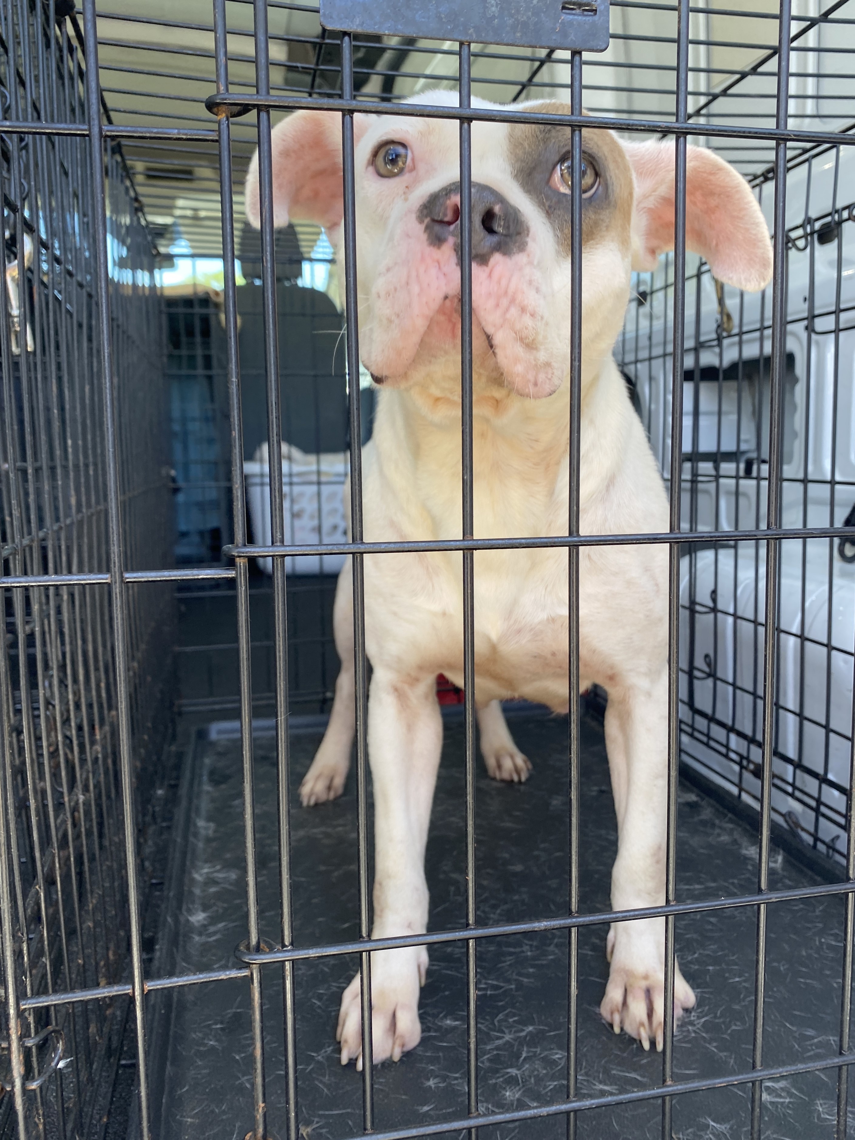 Halo, an adoptable Boxer in Winnabow, NC, 28479 | Photo Image 3