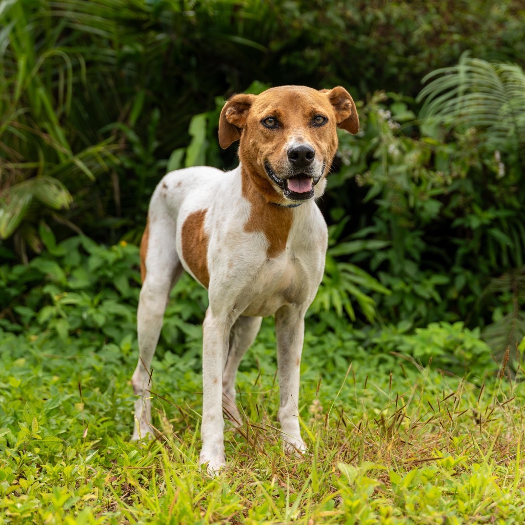 Ohana, an adoptable Affenpinscher in Mangilao, GU, 96923 | Photo Image 1