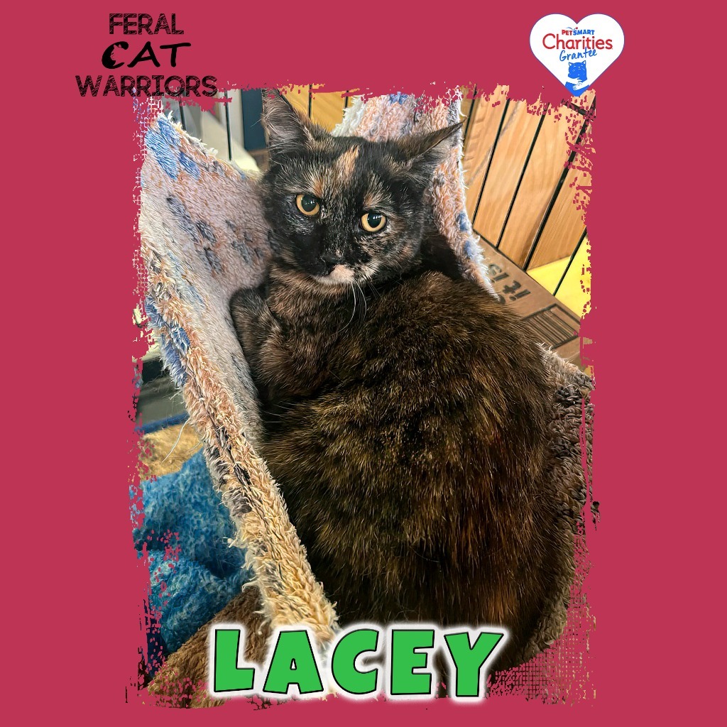 Lacey, an adoptable Domestic Short Hair in Kingman, AZ, 86401 | Photo Image 1