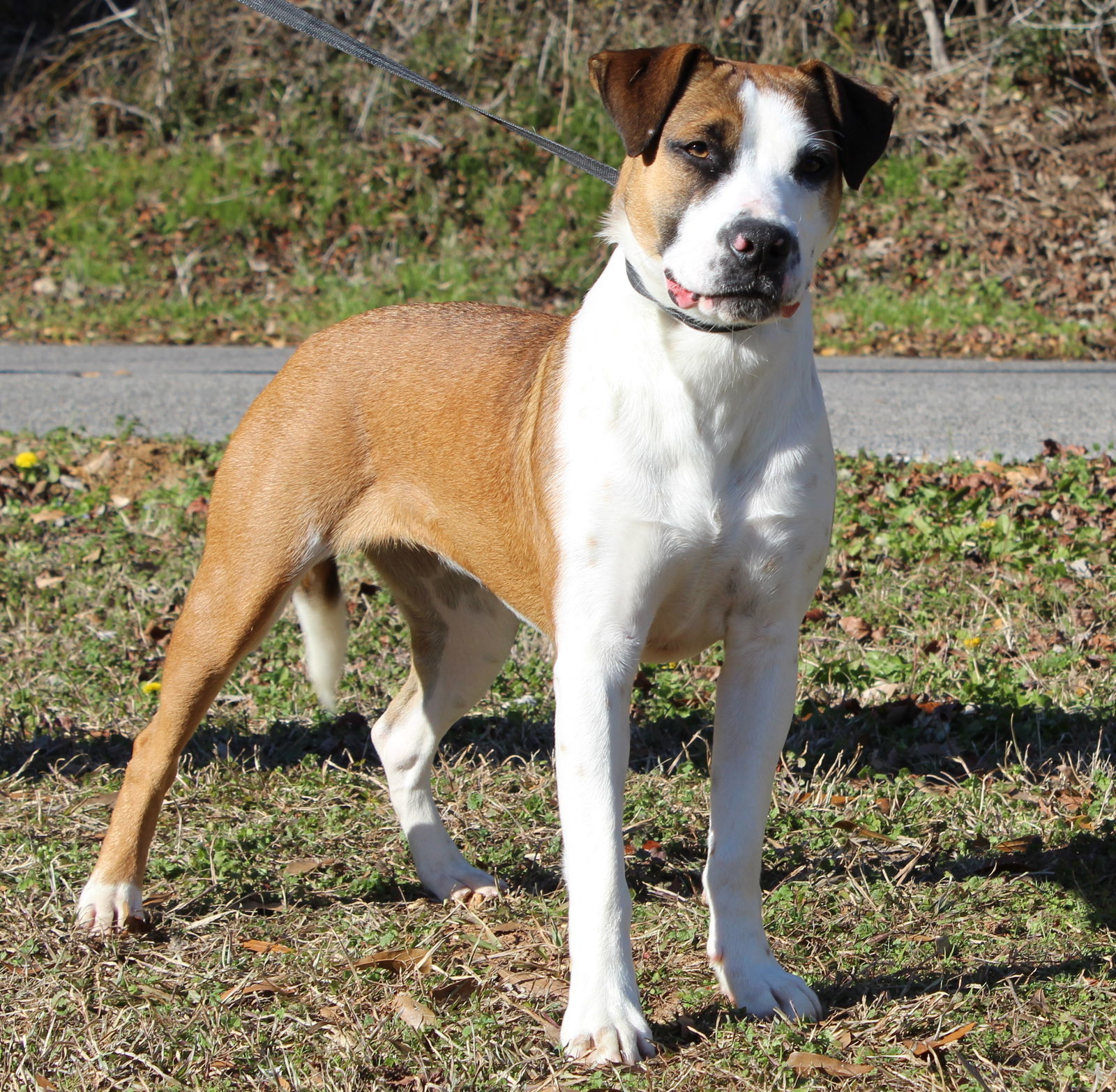 Addie 41020