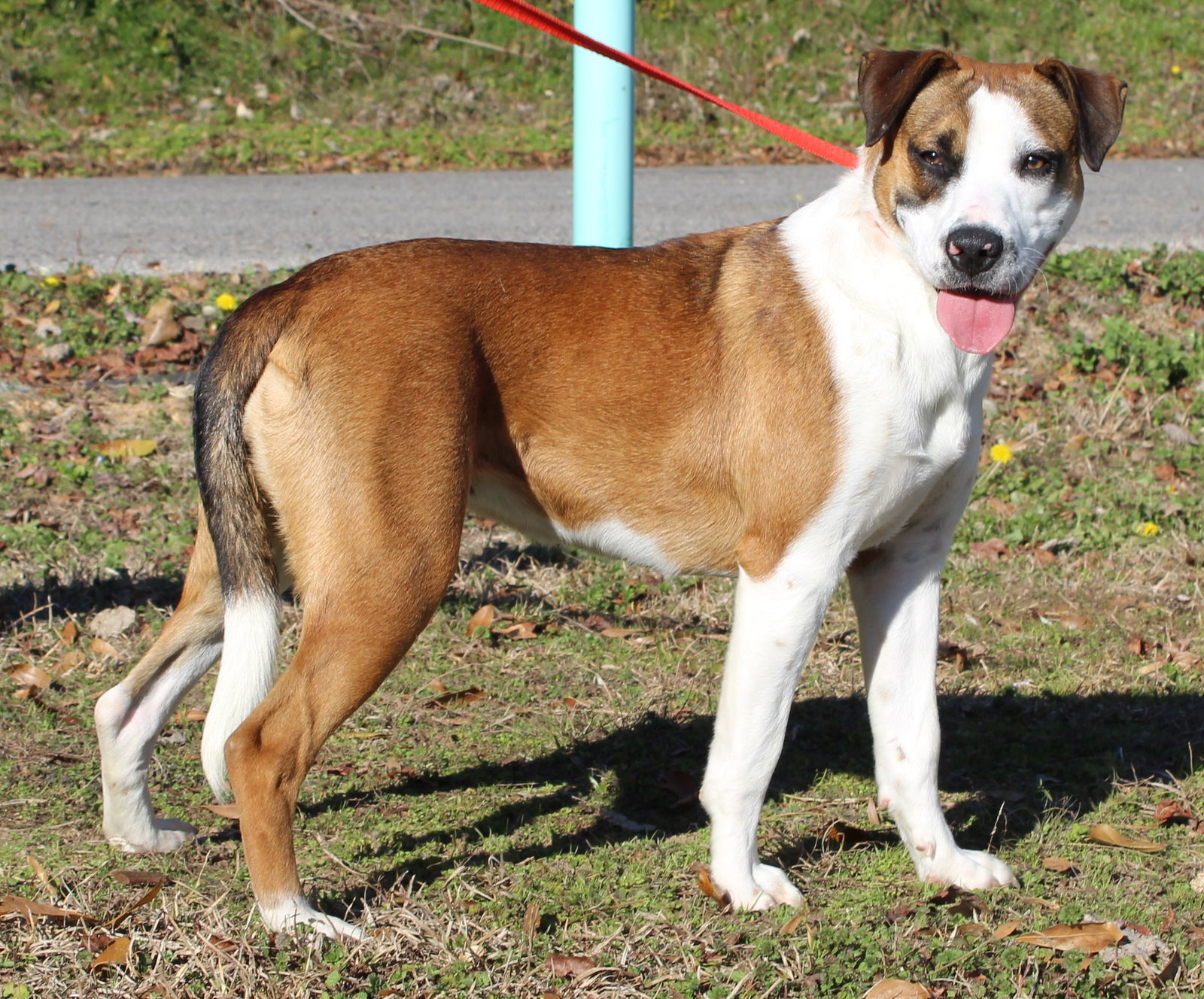 Addie 41020