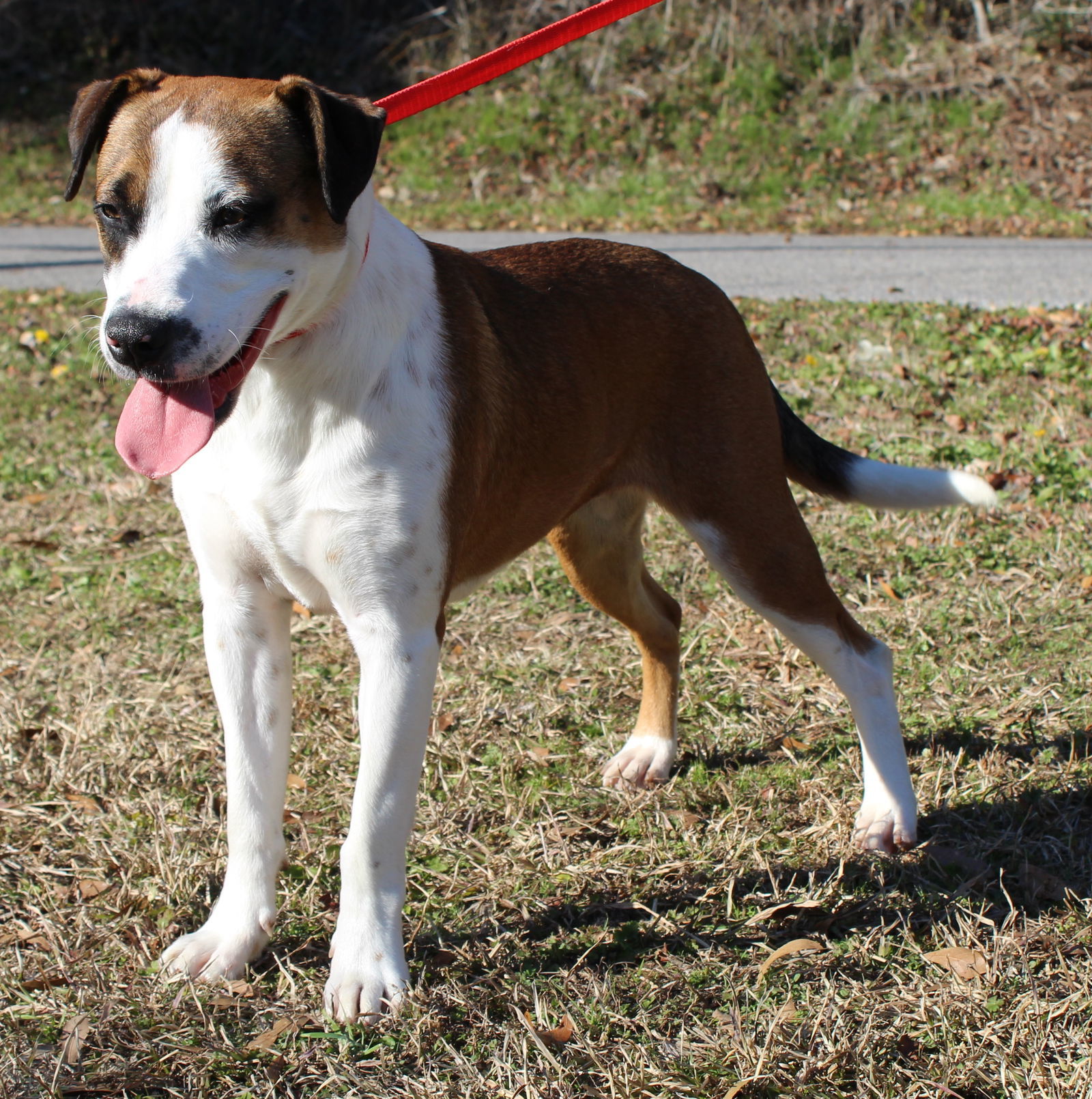 Addie 41020