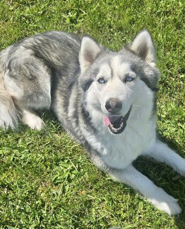 Wiley, an adoptable Siberian Husky, Alaskan Malamute in McMinnville, OR, 97128 | Photo Image 1
