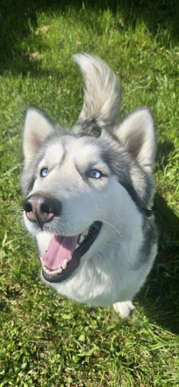 Wiley, an adoptable Siberian Husky, Alaskan Malamute in McMinnville, OR, 97128 | Photo Image 2