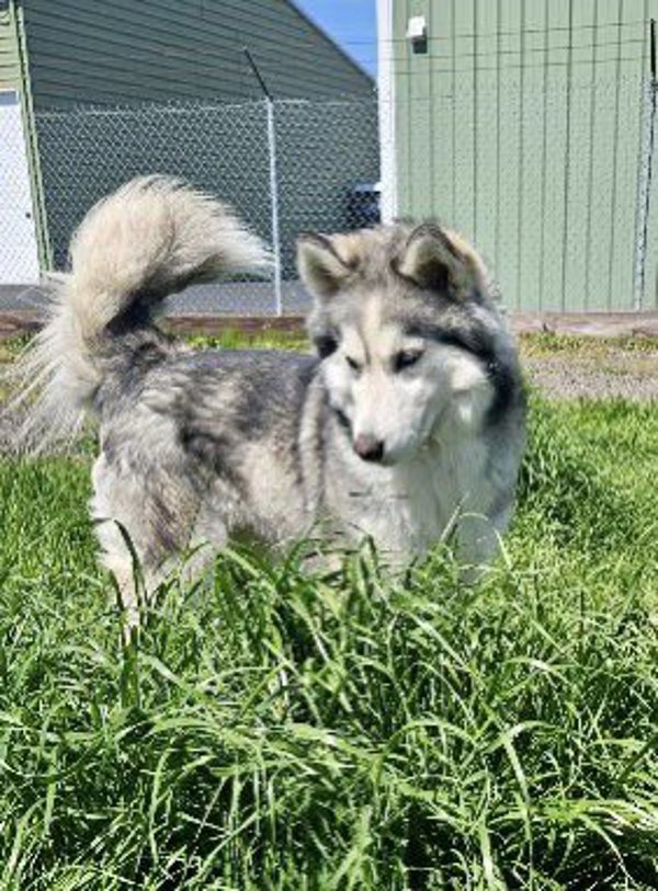 Wiley, an adoptable Siberian Husky, Alaskan Malamute in McMinnville, OR, 97128 | Photo Image 3