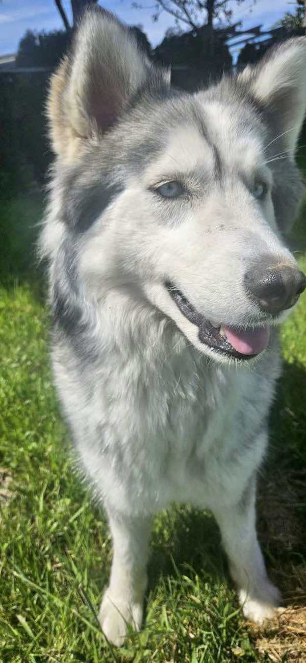 Wiley, an adoptable Siberian Husky, Alaskan Malamute in McMinnville, OR, 97128 | Photo Image 4