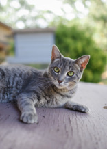 Toots, an adoptable Domestic Short Hair in El Dorado Hills, CA, 95762 | Photo Image 1