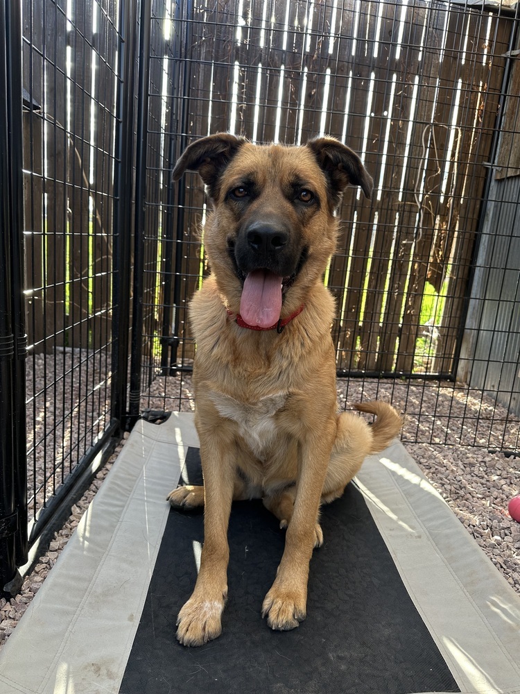 Shiloh, an adoptable Shepherd in Rapid City, SD, 57702 | Photo Image 1