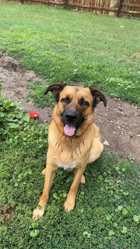 Shiloh, an adoptable Shepherd in Rapid City, SD, 57702 | Photo Image 1