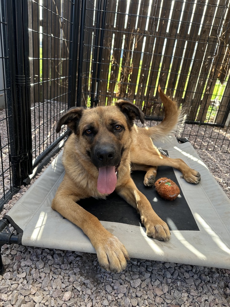 Shiloh, an adoptable Shepherd in Rapid City, SD, 57702 | Photo Image 2