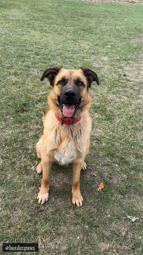 Shiloh, an adoptable Shepherd in Rapid City, SD, 57702 | Photo Image 3