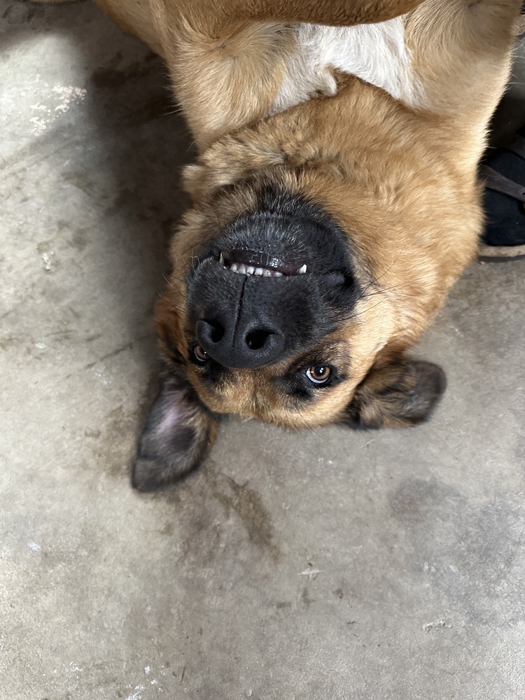 Shiloh, an adoptable Shepherd in Rapid City, SD, 57702 | Photo Image 3