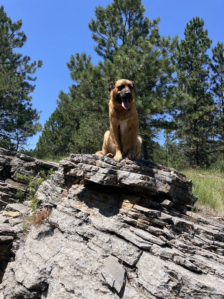Shiloh, an adoptable Shepherd in Rapid City, SD, 57702 | Photo Image 3