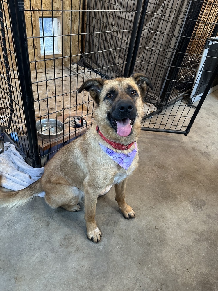 Shiloh, an adoptable Shepherd in Rapid City, SD, 57702 | Photo Image 4