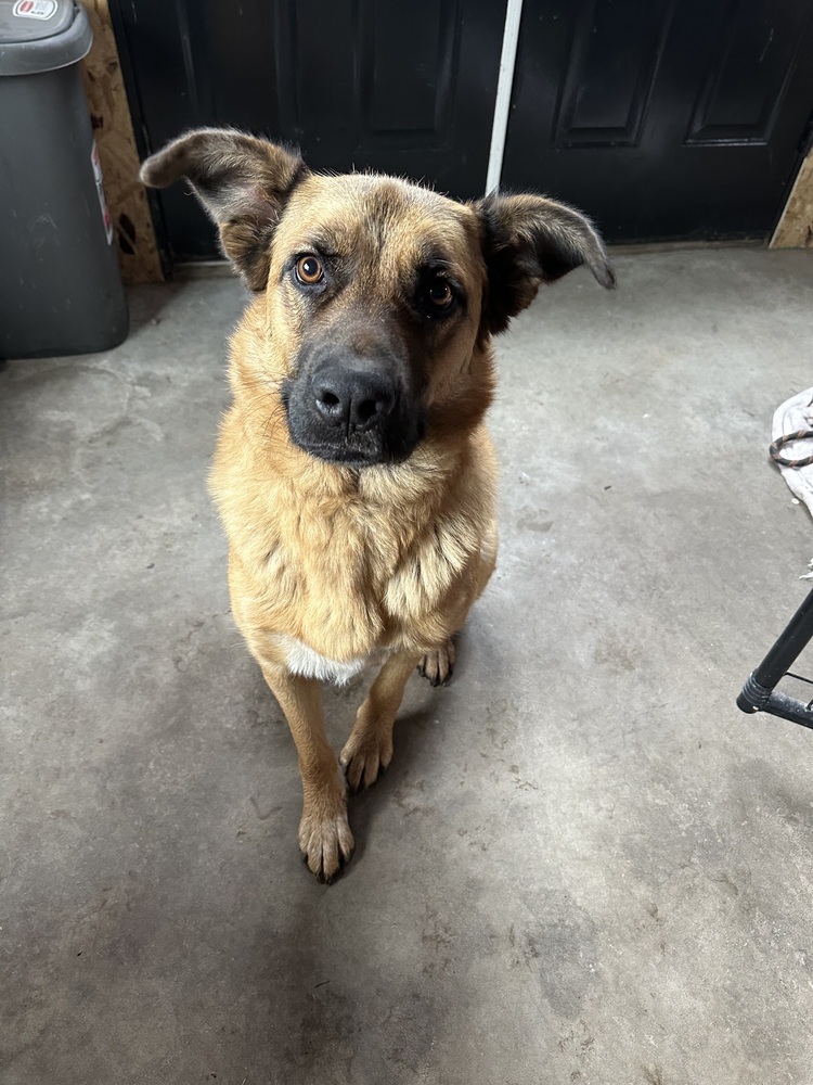 Shiloh, an adoptable Shepherd in Rapid City, SD, 57702 | Photo Image 4