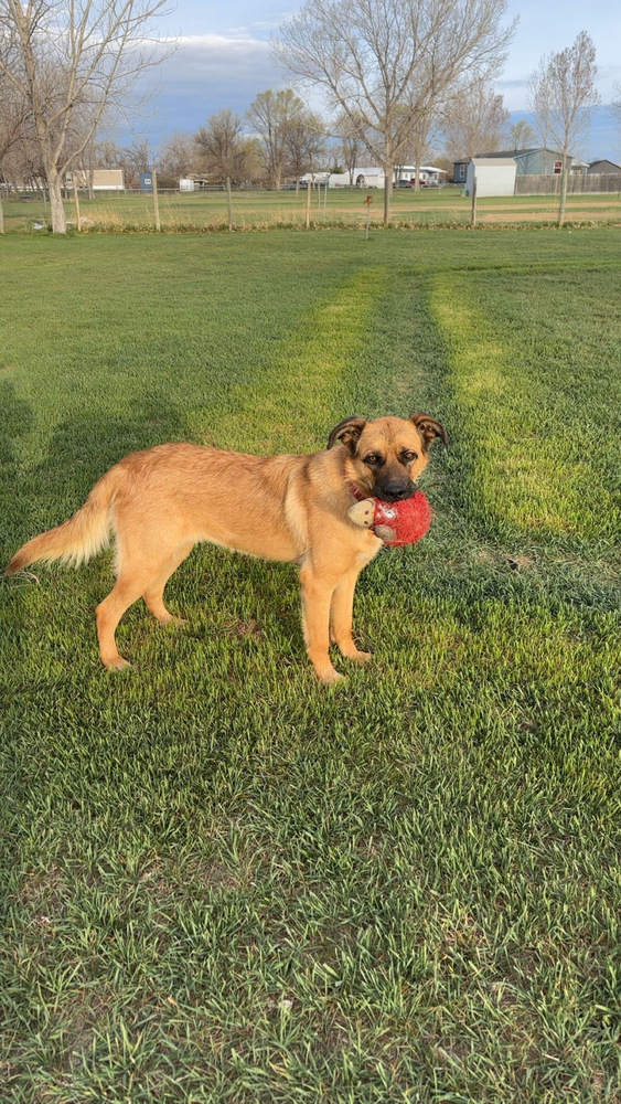 Shiloh, an adoptable Shepherd in Rapid City, SD, 57702 | Photo Image 5