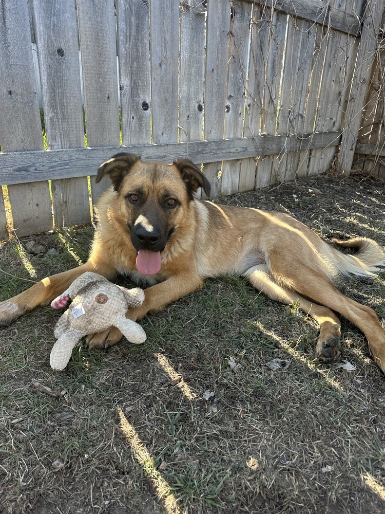Shiloh, an adoptable Shepherd in Rapid City, SD, 57702 | Photo Image 6