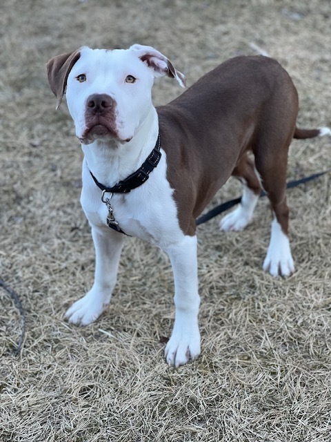Boomer the Bright