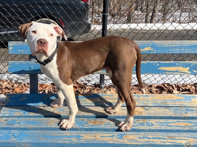 Boomer the Bright