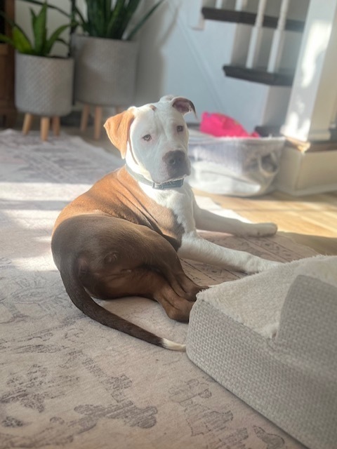 Boomer the Bright