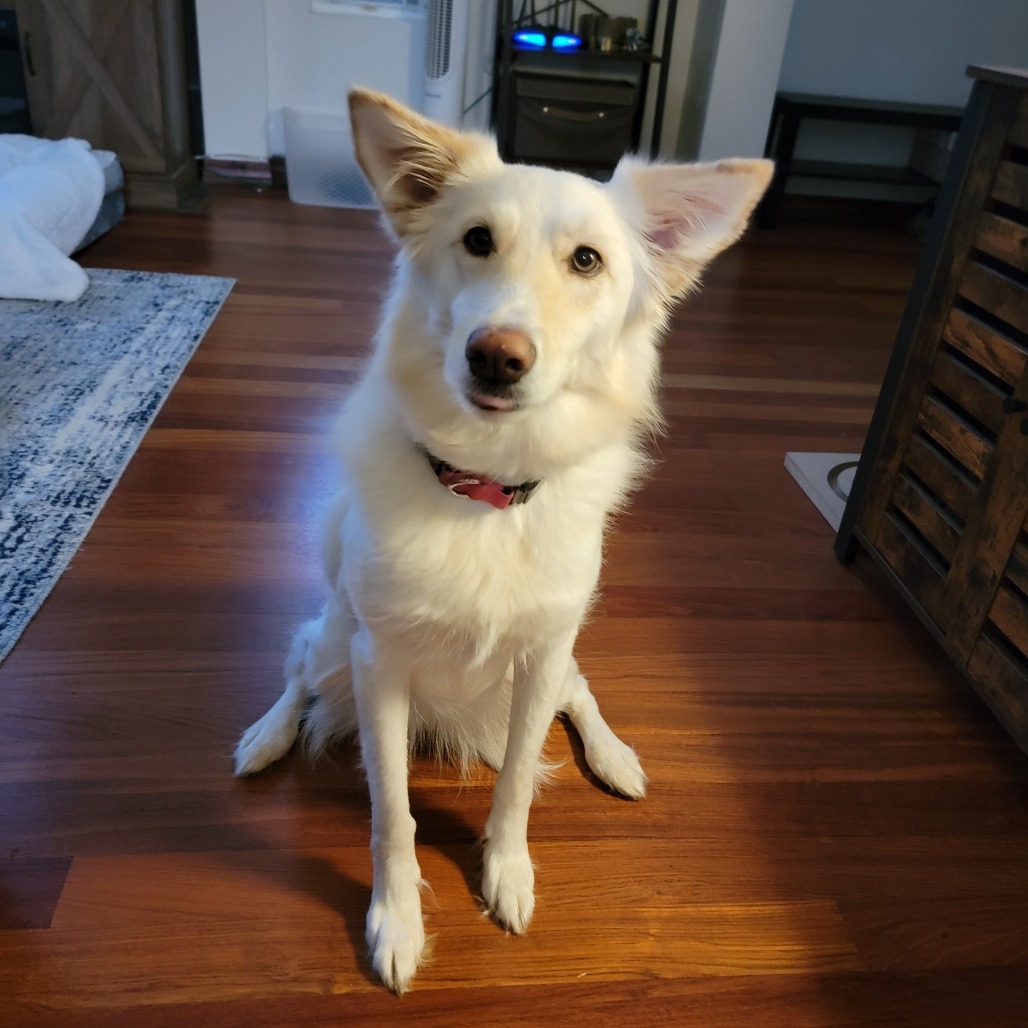 Harlow, an adoptable Collie, Shepherd in Bend, OR, 97702 | Photo Image 1