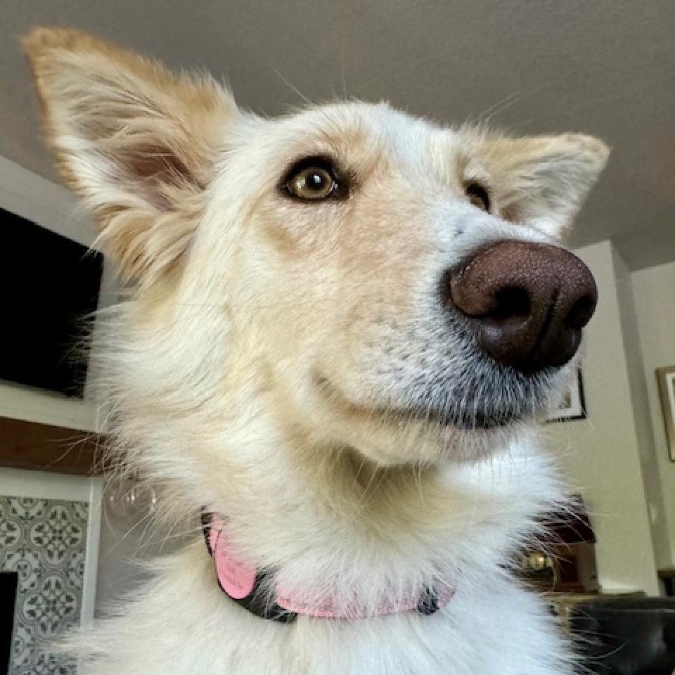 Harlow, an adoptable Collie, Shepherd in Bend, OR, 97702 | Photo Image 2
