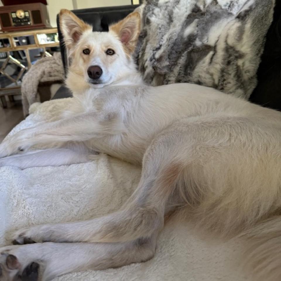 Harlow, an adoptable Collie, Shepherd in Bend, OR, 97702 | Photo Image 3